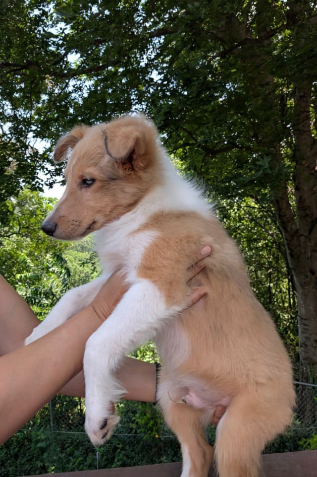 Shetland Sheepdog Puppies media 6