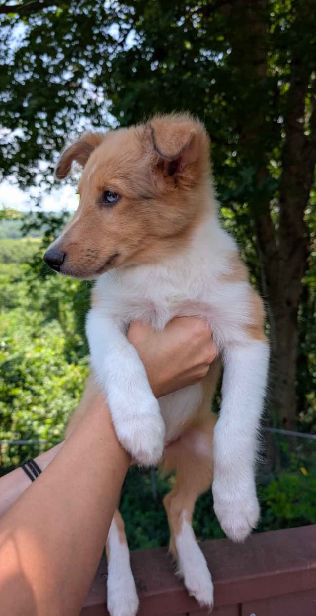 Shetland Sheepdog Puppies media 4