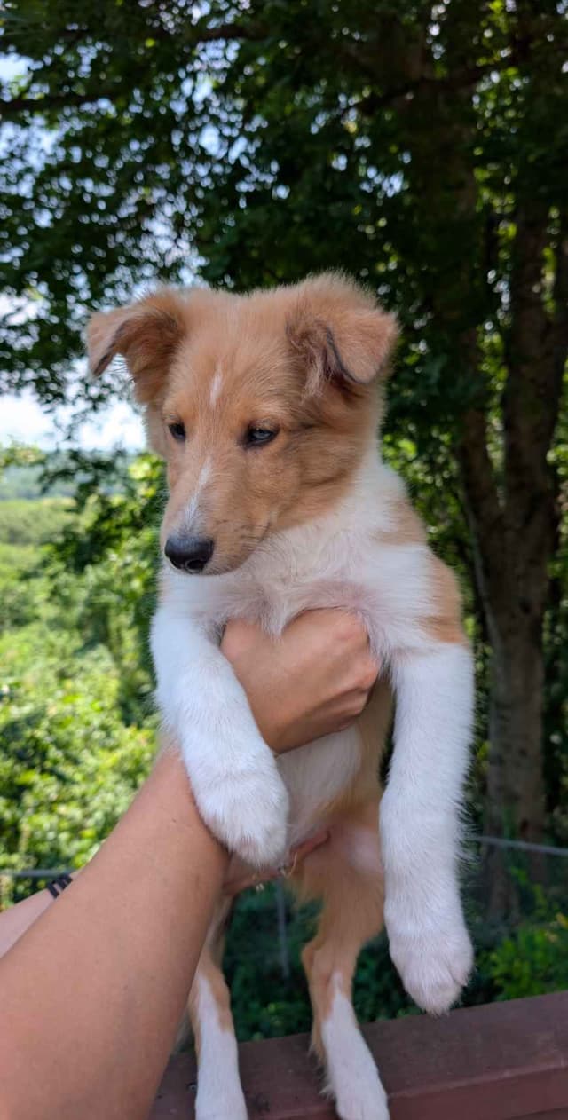 Shetland Sheepdog Puppies media 5