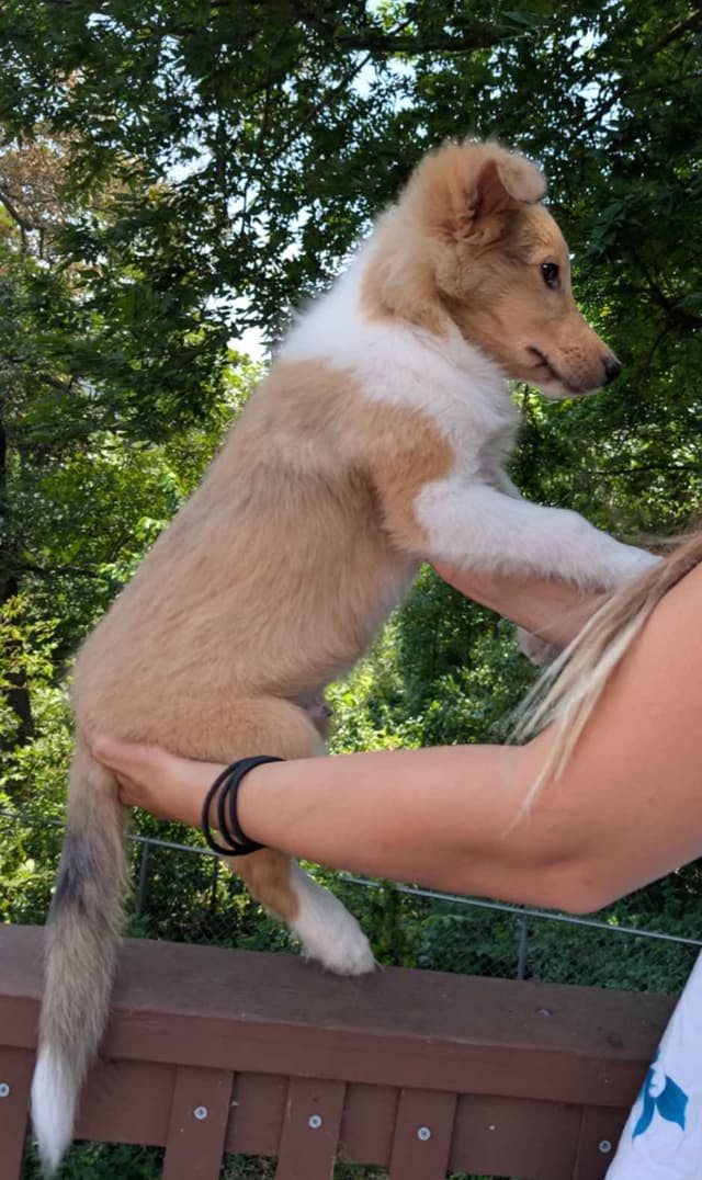Shetland Sheepdog Puppies media 3