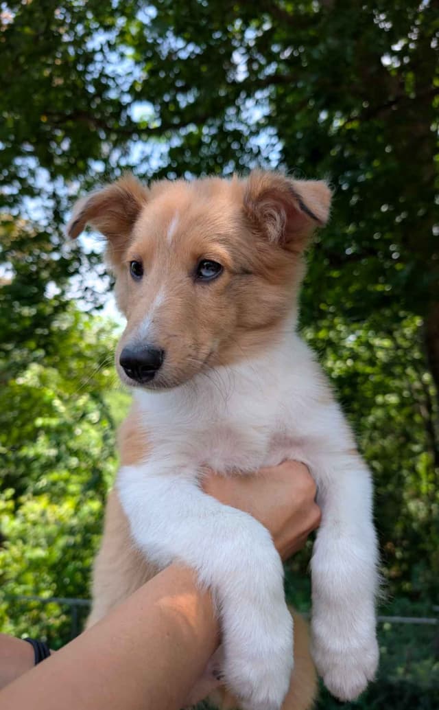 Shetland Sheepdog Puppies media 2