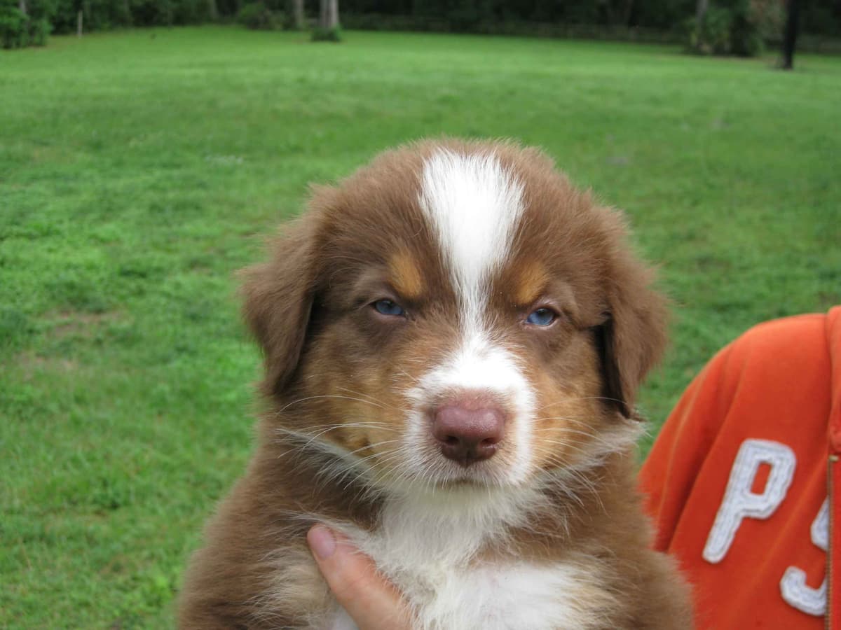 Australian Shepherd Puppies breeder image 1