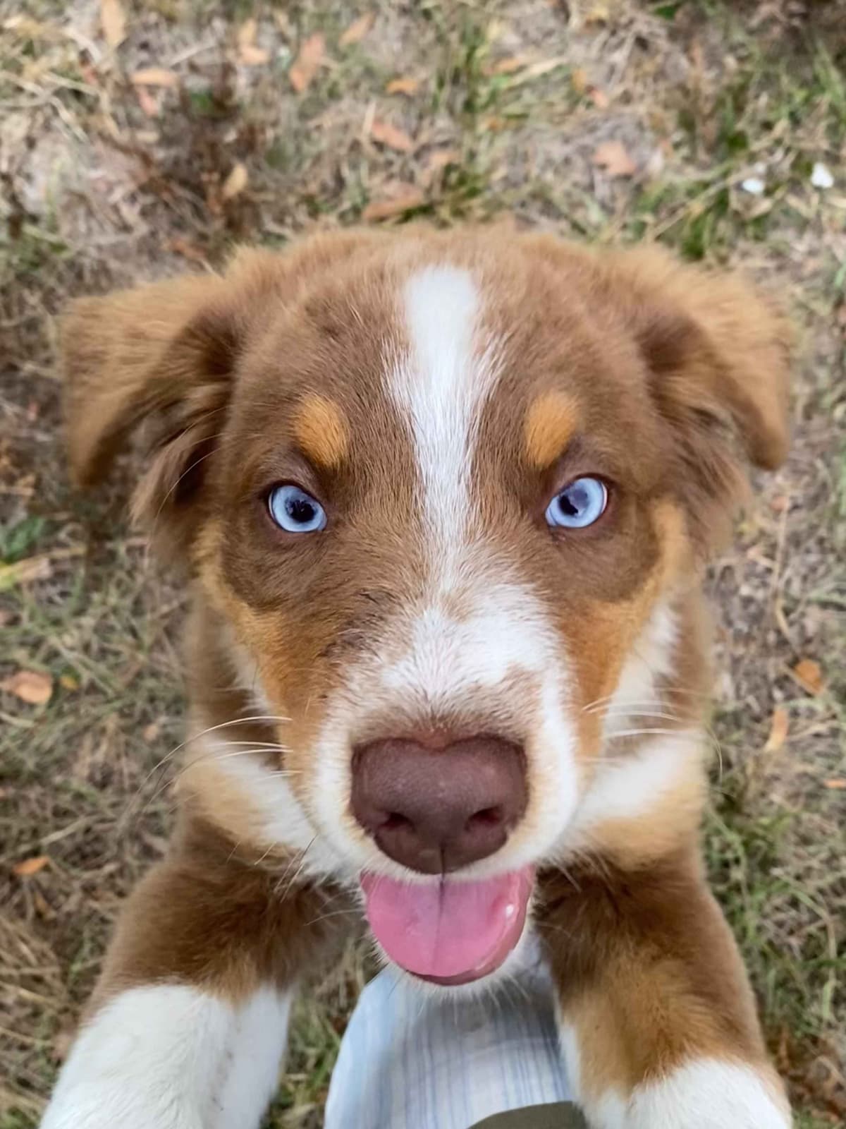 Australian Shepherd Puppies breeder image 2