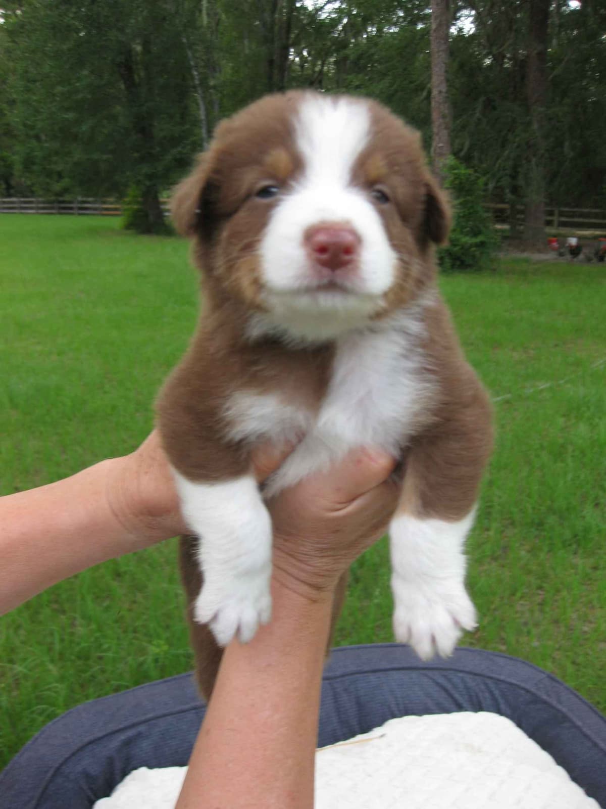 Australian Shepherd Puppies breeder image 3