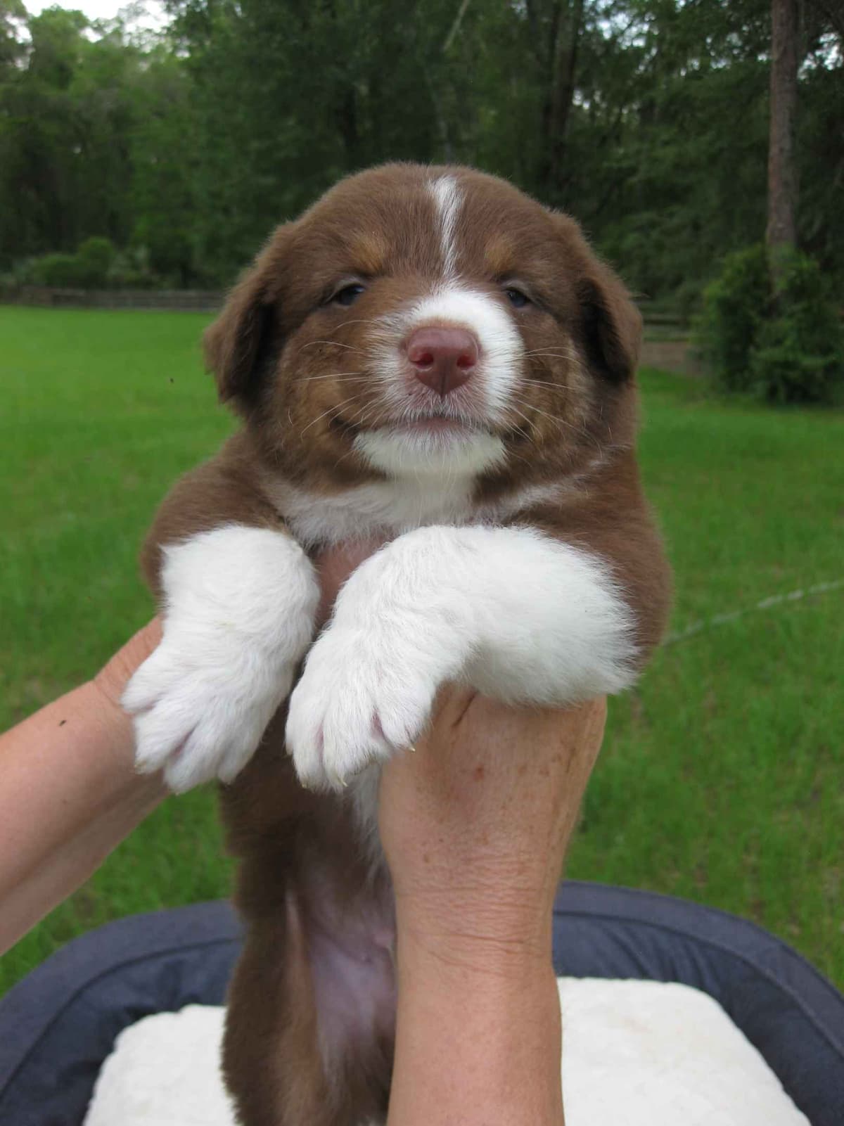 Australian Shepherd Puppies breeder image 4