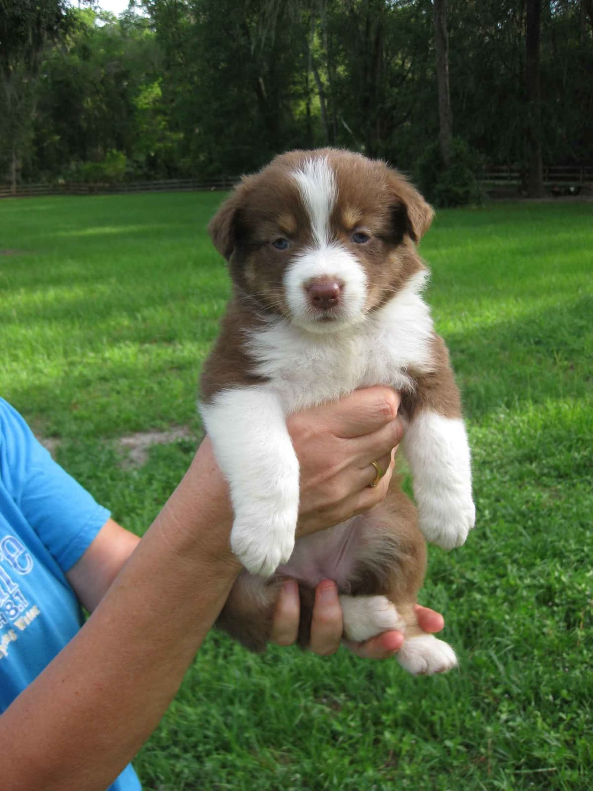 Australian Shepherd Puppies breeder image 5
