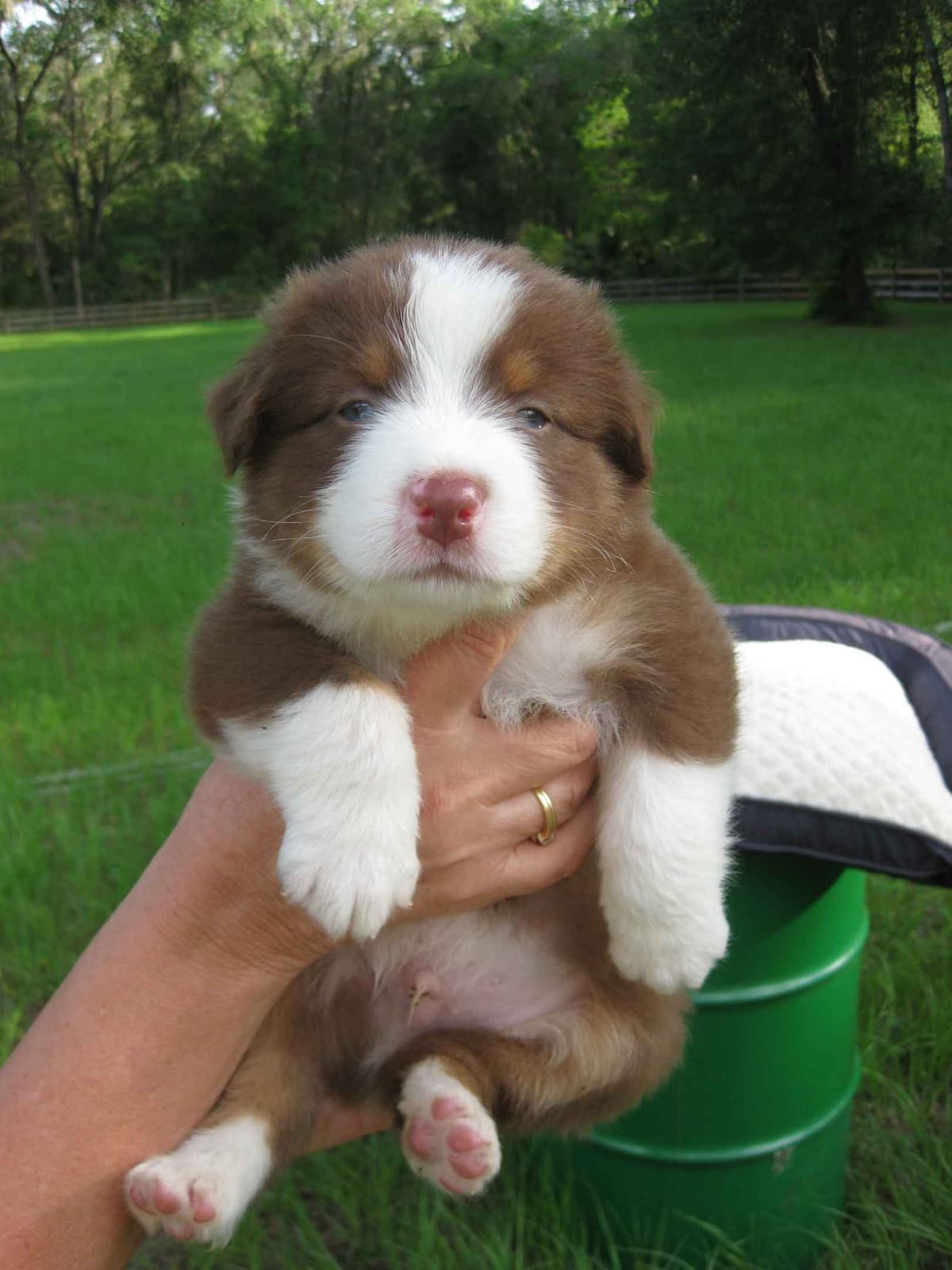 Australian Shepherd Puppies breeder image 6