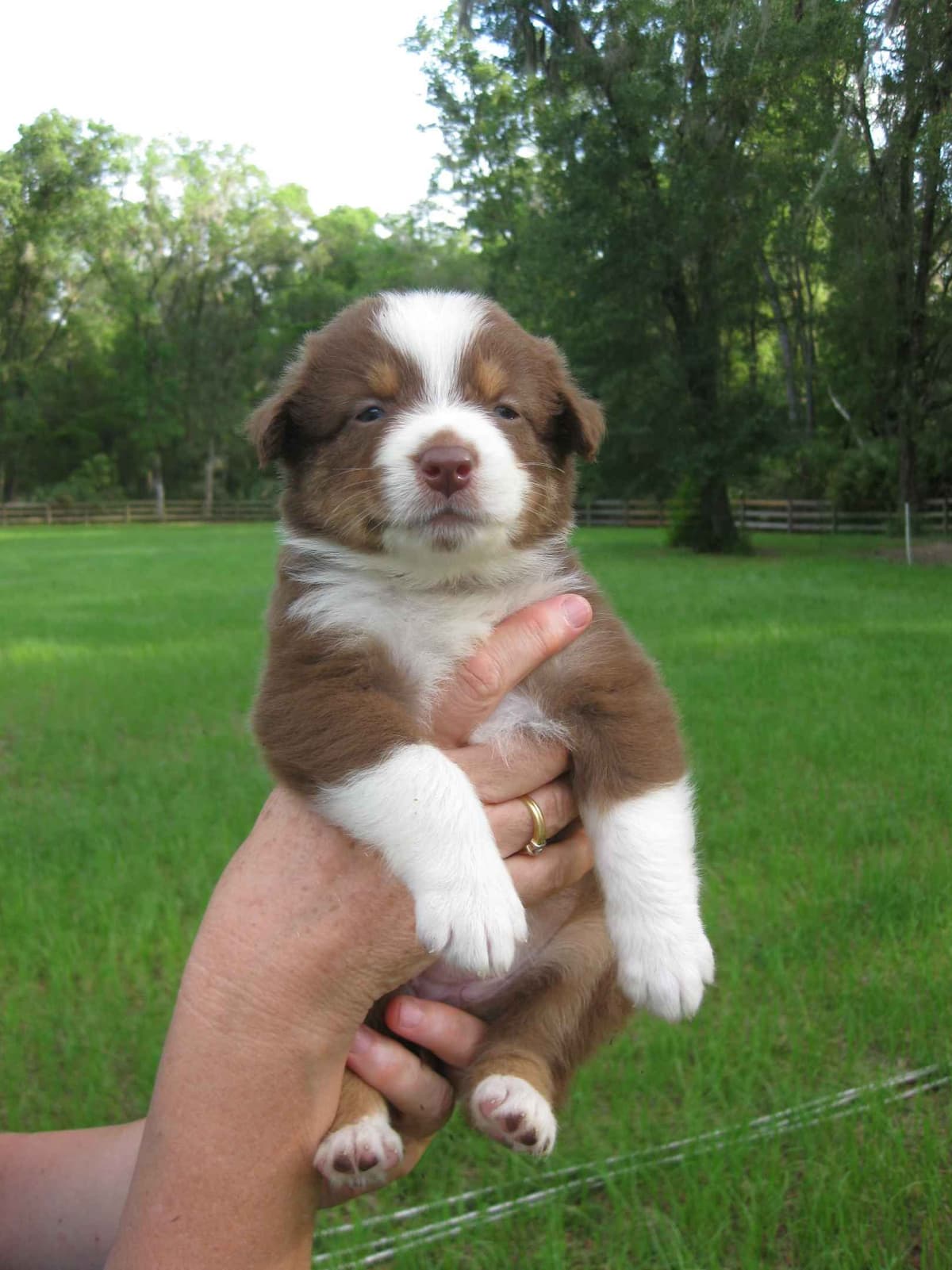 Australian Shepherd Puppies breeder image 7