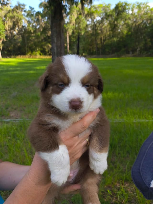 Australian Shepherd Puppies media 7