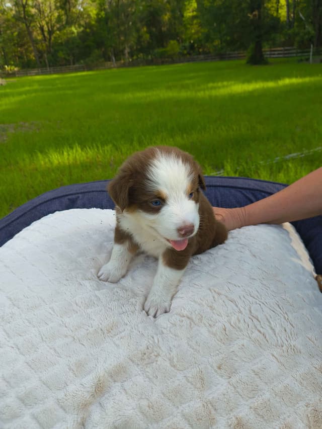 Australian Shepherd Puppies media 6