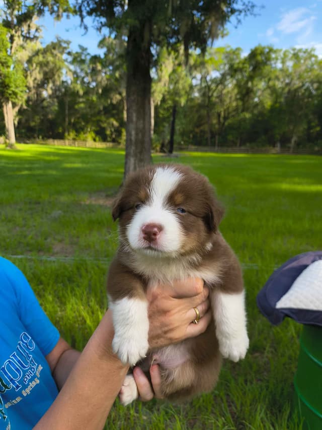 Australian Shepherd Puppies media 5