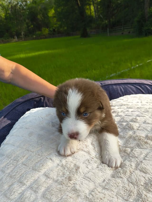 Australian Shepherd Puppies media 2