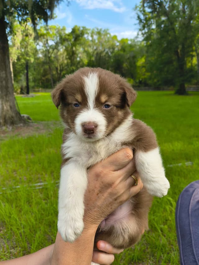 Australian Shepherd Puppies media 4