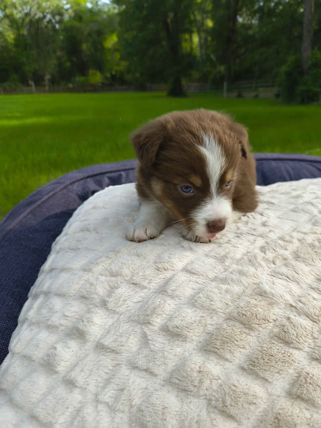 Australian Shepherd Puppies media 8