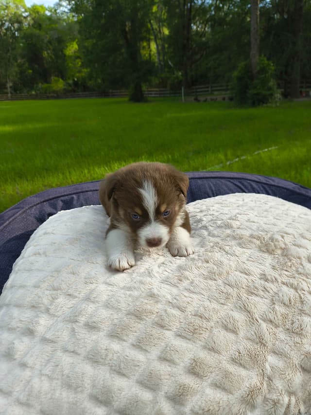 Australian Shepherd Puppies media 9