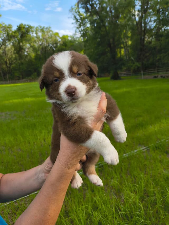 Australian Shepherd Puppies media 3