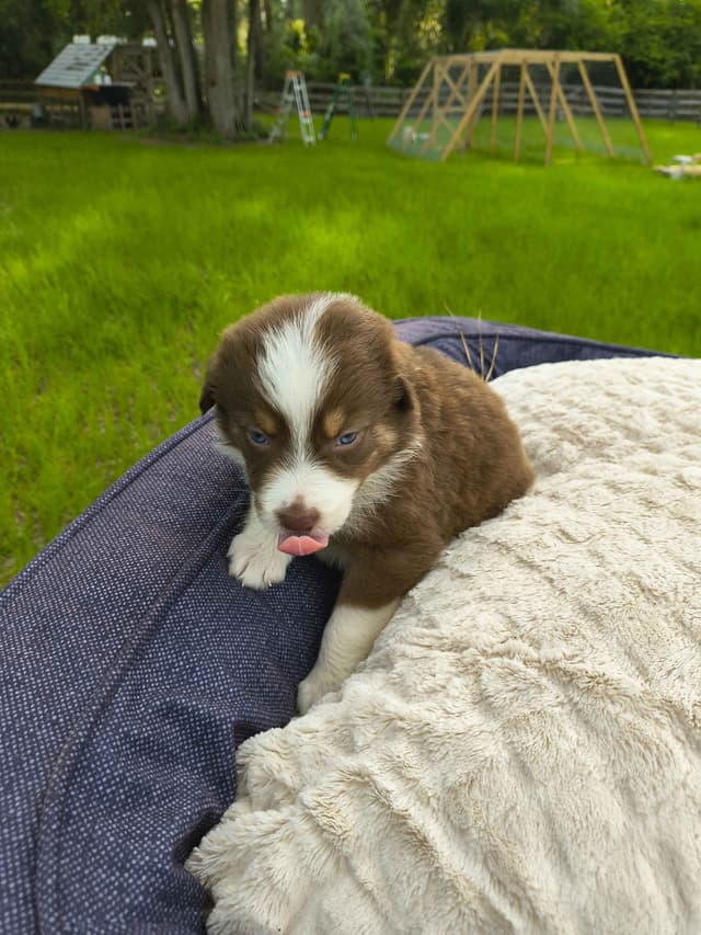 Australian Shepherd Puppies media 13