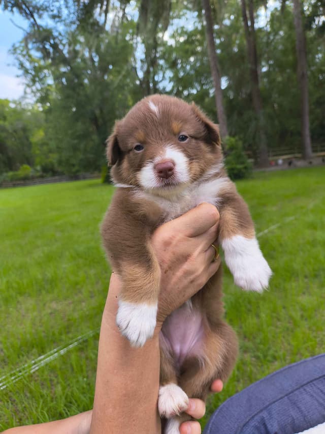Australian Shepherd Puppies media 17