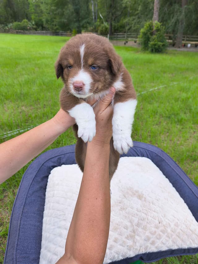 Australian Shepherd Puppies media 15