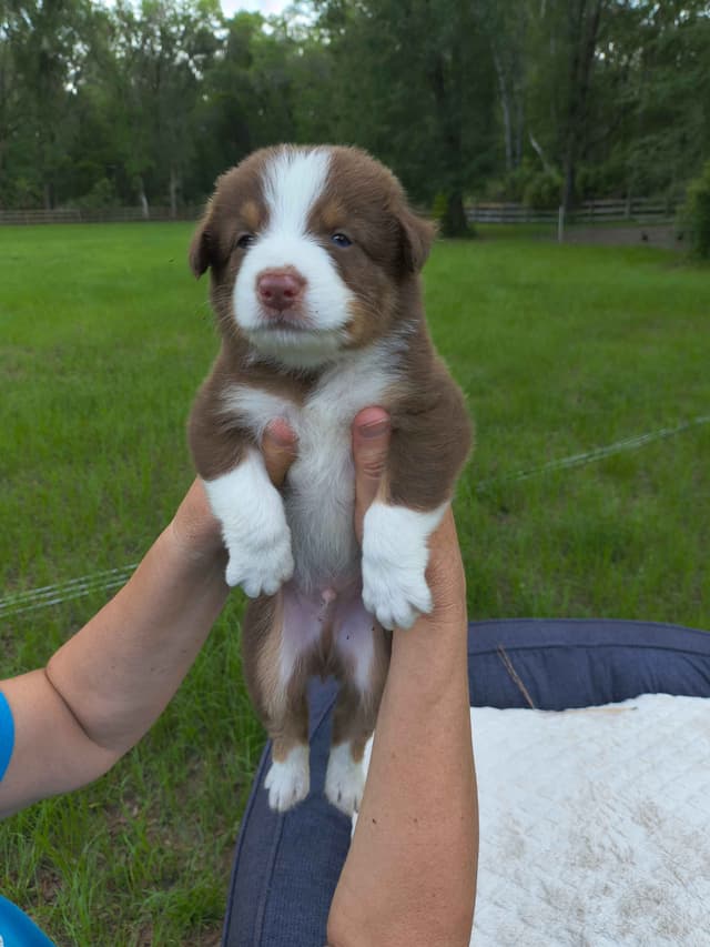 Australian Shepherd Puppies media 10