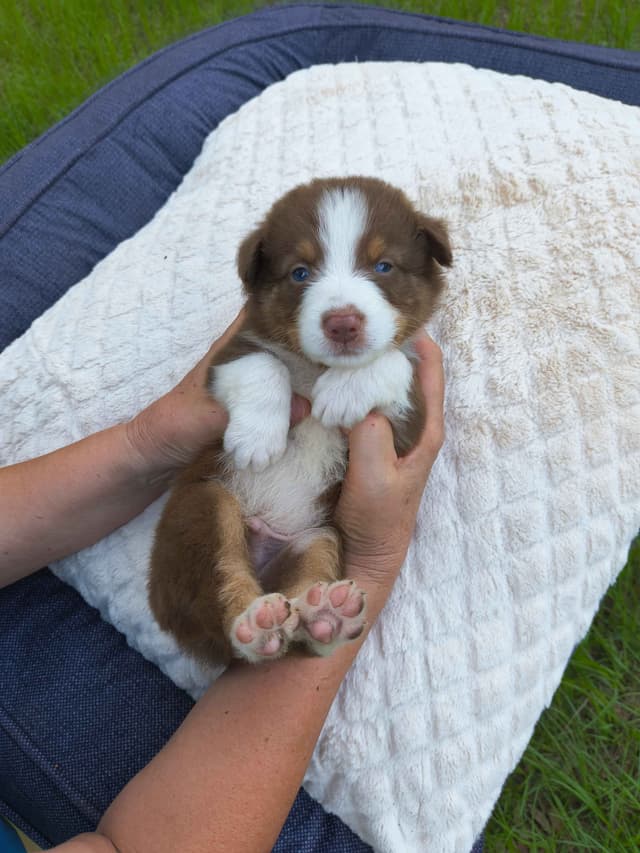 Australian Shepherd Puppies media 12