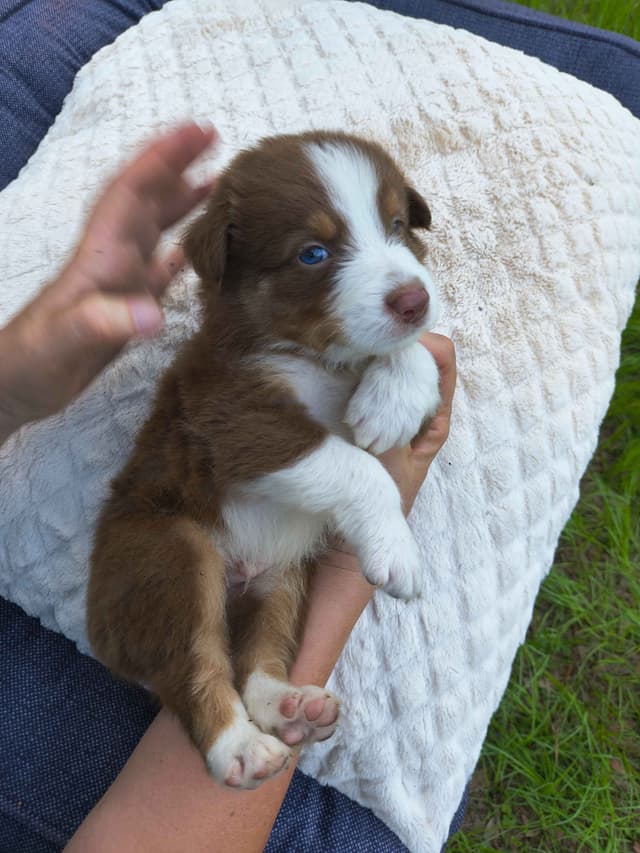Australian Shepherd Puppies media 16