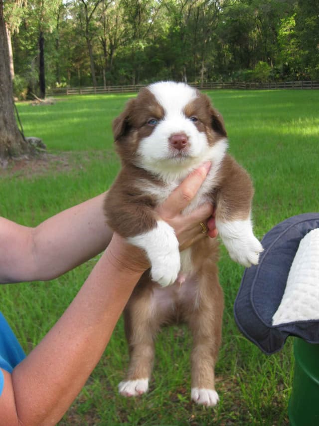 Australian Shepherd Puppies media 18