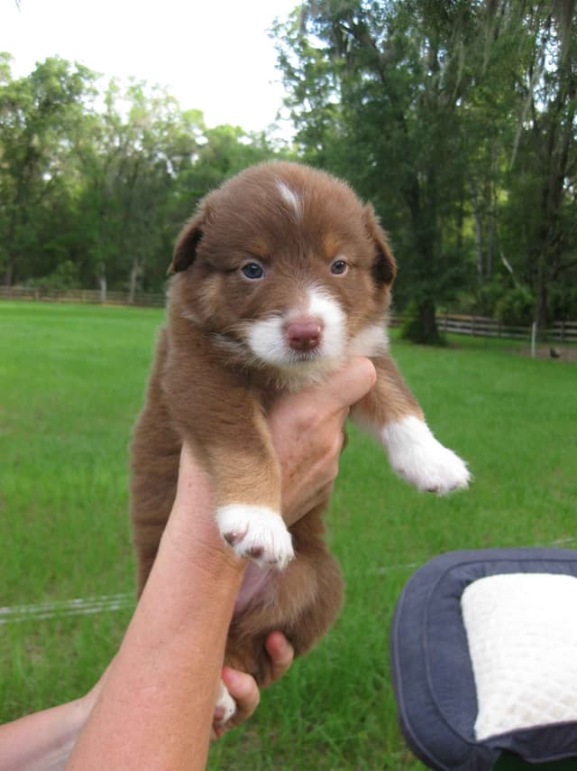 Australian Shepherd Puppies media 19