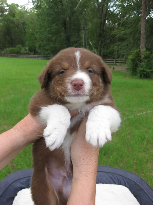 Australian Shepherd Puppies media 20