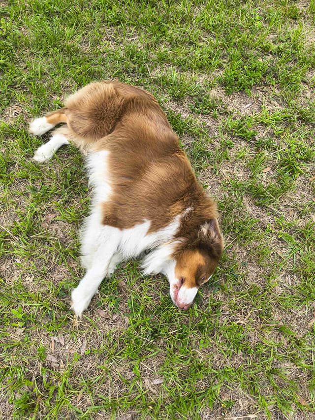 Australian Shepherd Puppies media 21