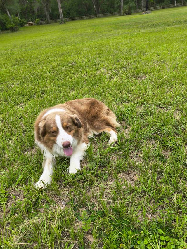 Australian Shepherd Puppies media 14