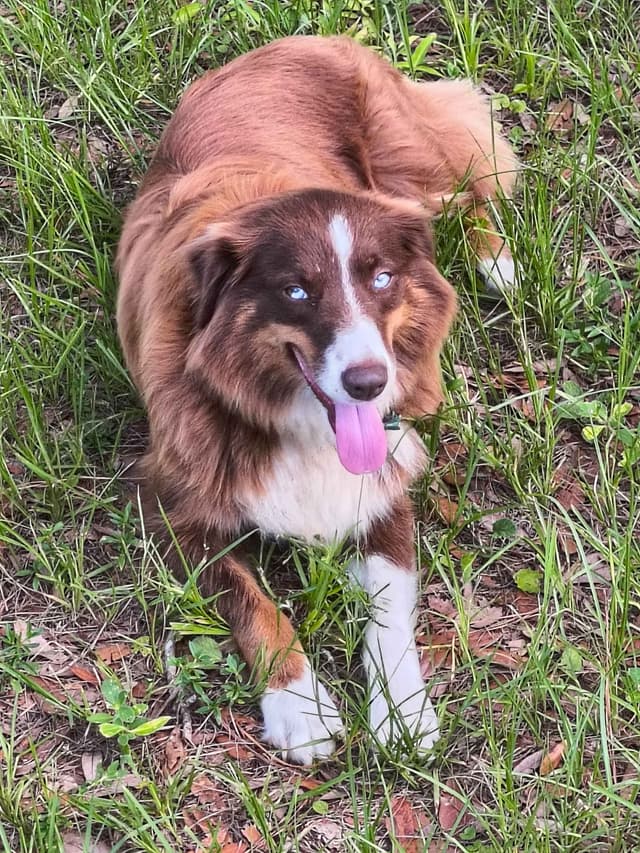 Australian Shepherd Puppies media 11