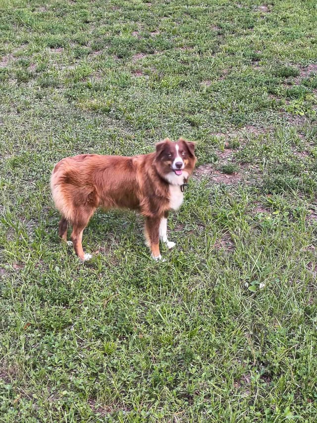 Australian Shepherd Puppies media 22