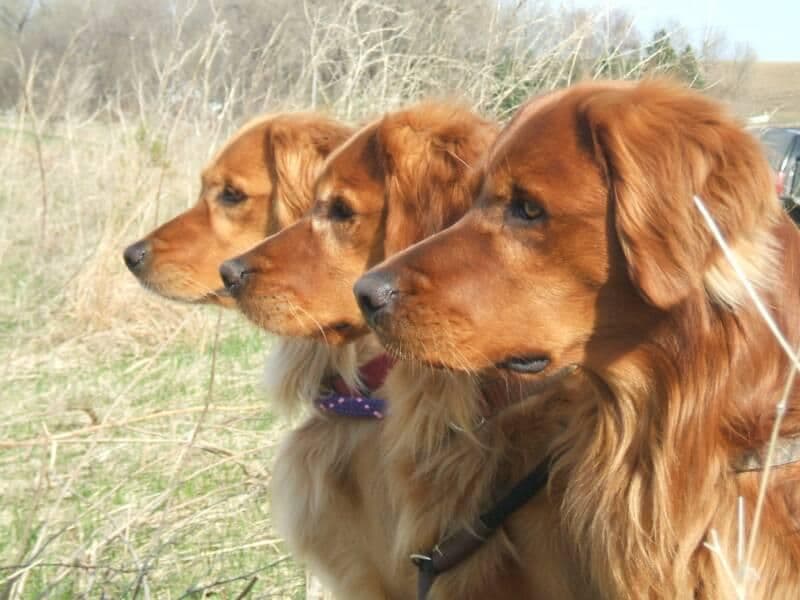 Golden Retriever Puppies breeder image 1