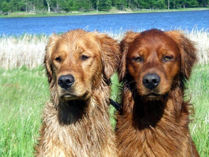 Golden Retriever Puppies breeder image 3