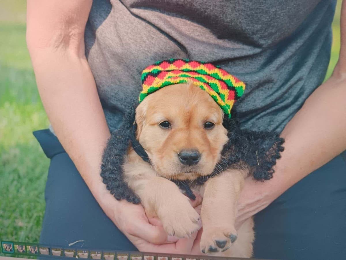 Golden Retriever Puppies breeder image 8