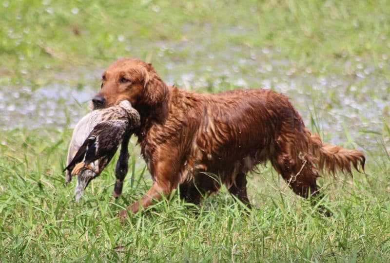 Golden Retriever Puppies breeder image 9