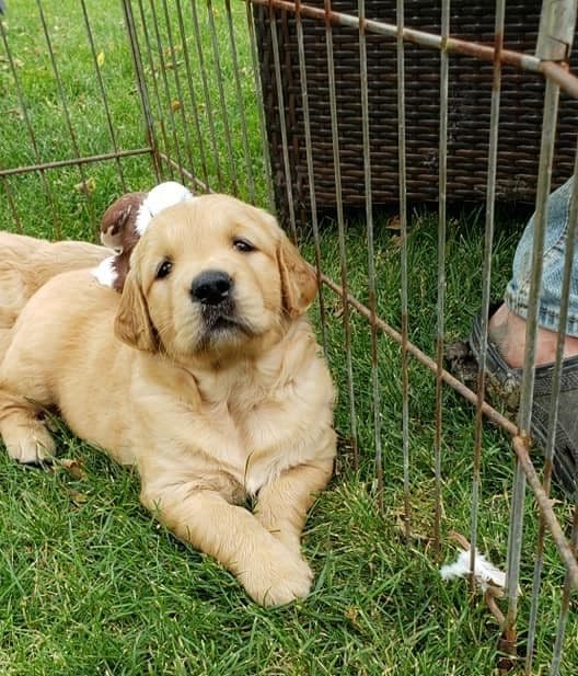 Golden Retriever Puppies breeder image 10