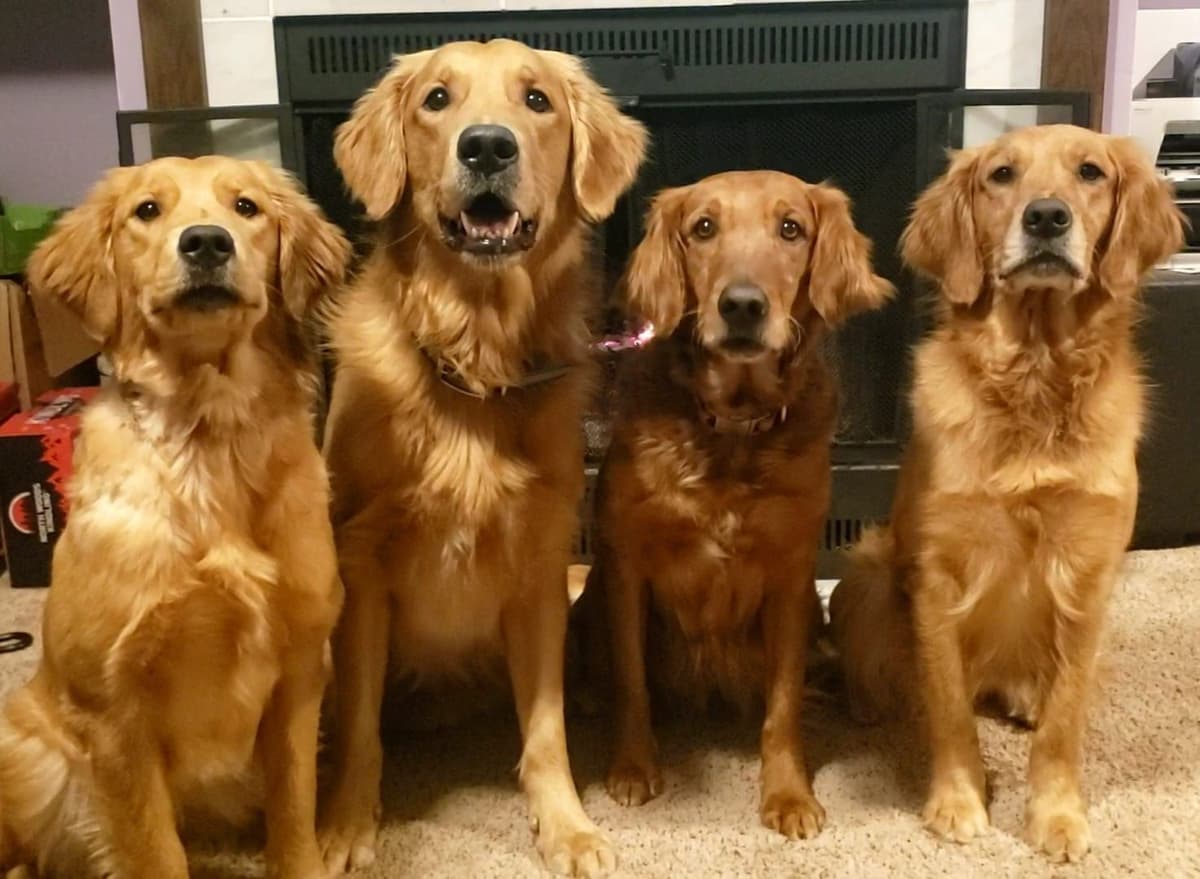 Golden Retriever Puppies breeder image 11