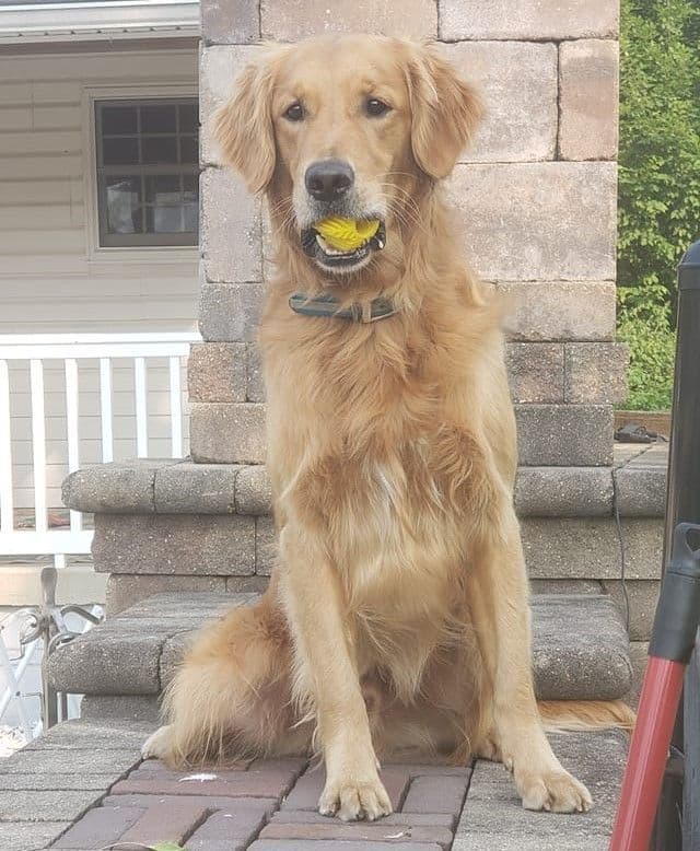 Golden Retriever Puppies breeder image 12