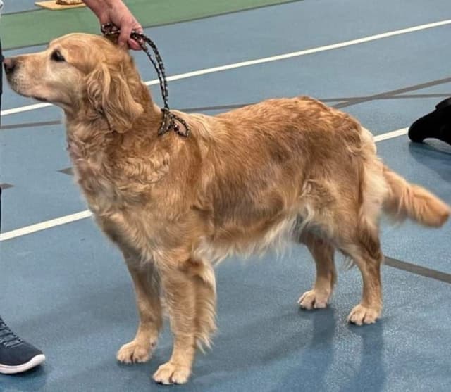 Golden Retriever Puppies media 2