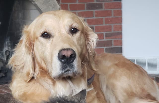 Golden Retriever Puppies media 3