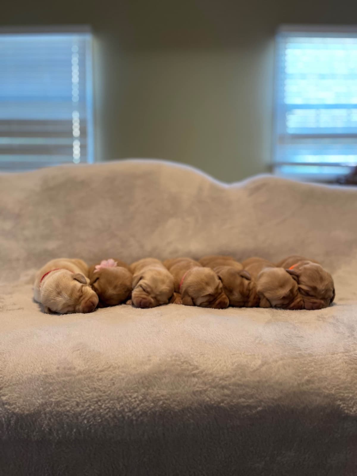 Labrador Retriever Puppies breeder image 3