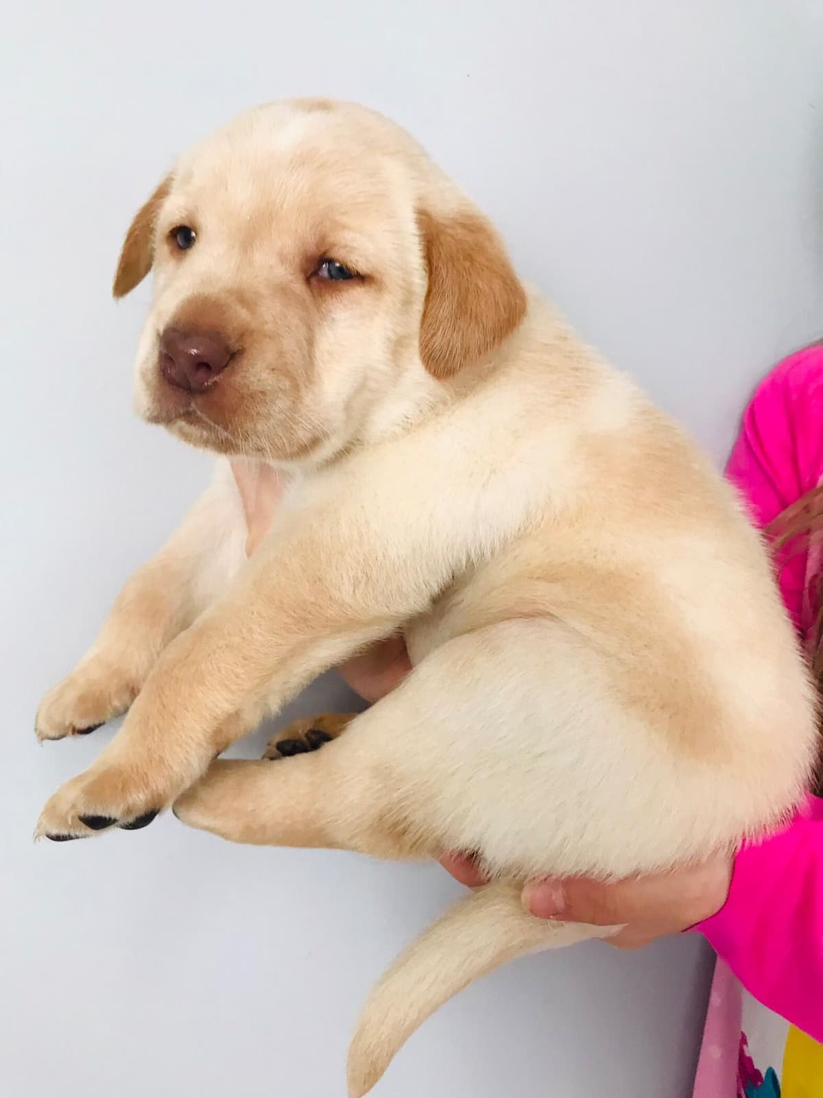 Labrador Retriever Puppies breeder image 5