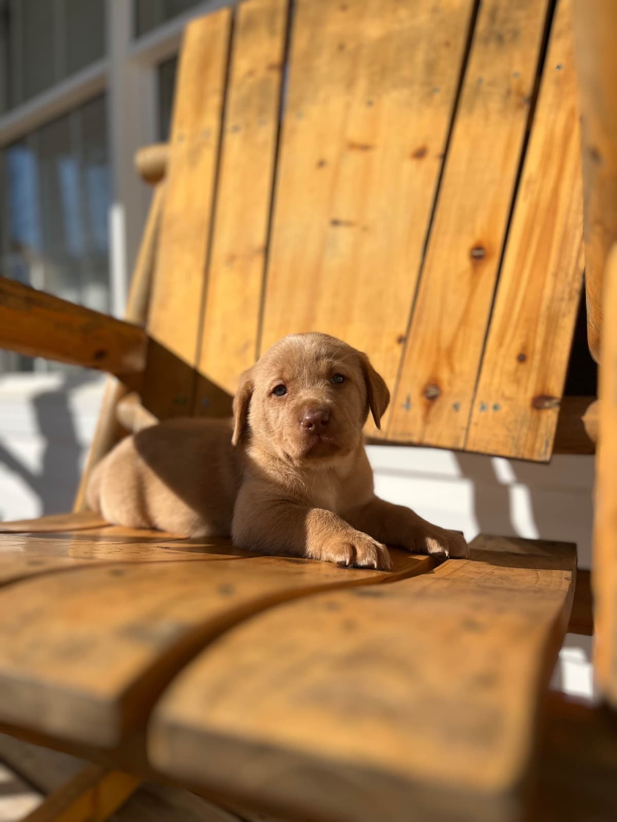 Labrador Retriever Puppies breeder image 7