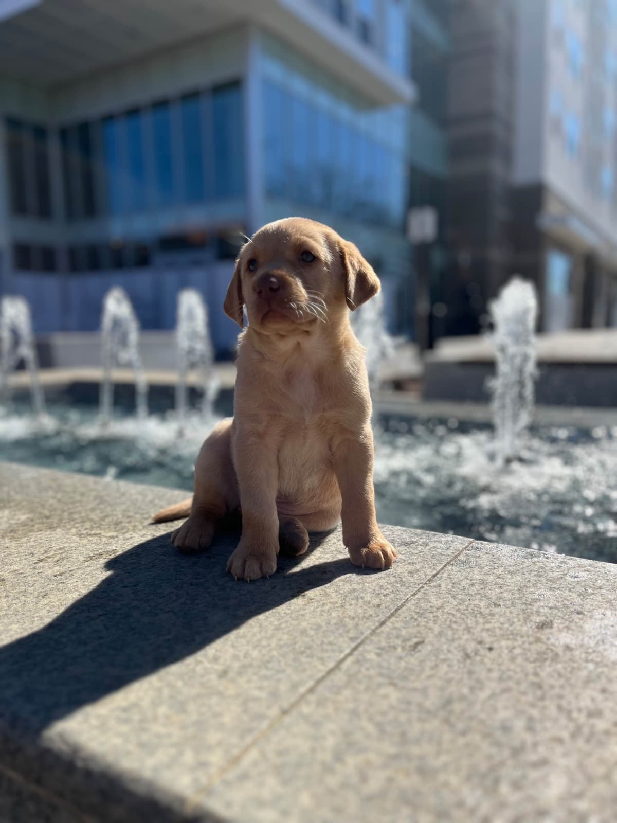 Labrador Retriever Puppies breeder image 9