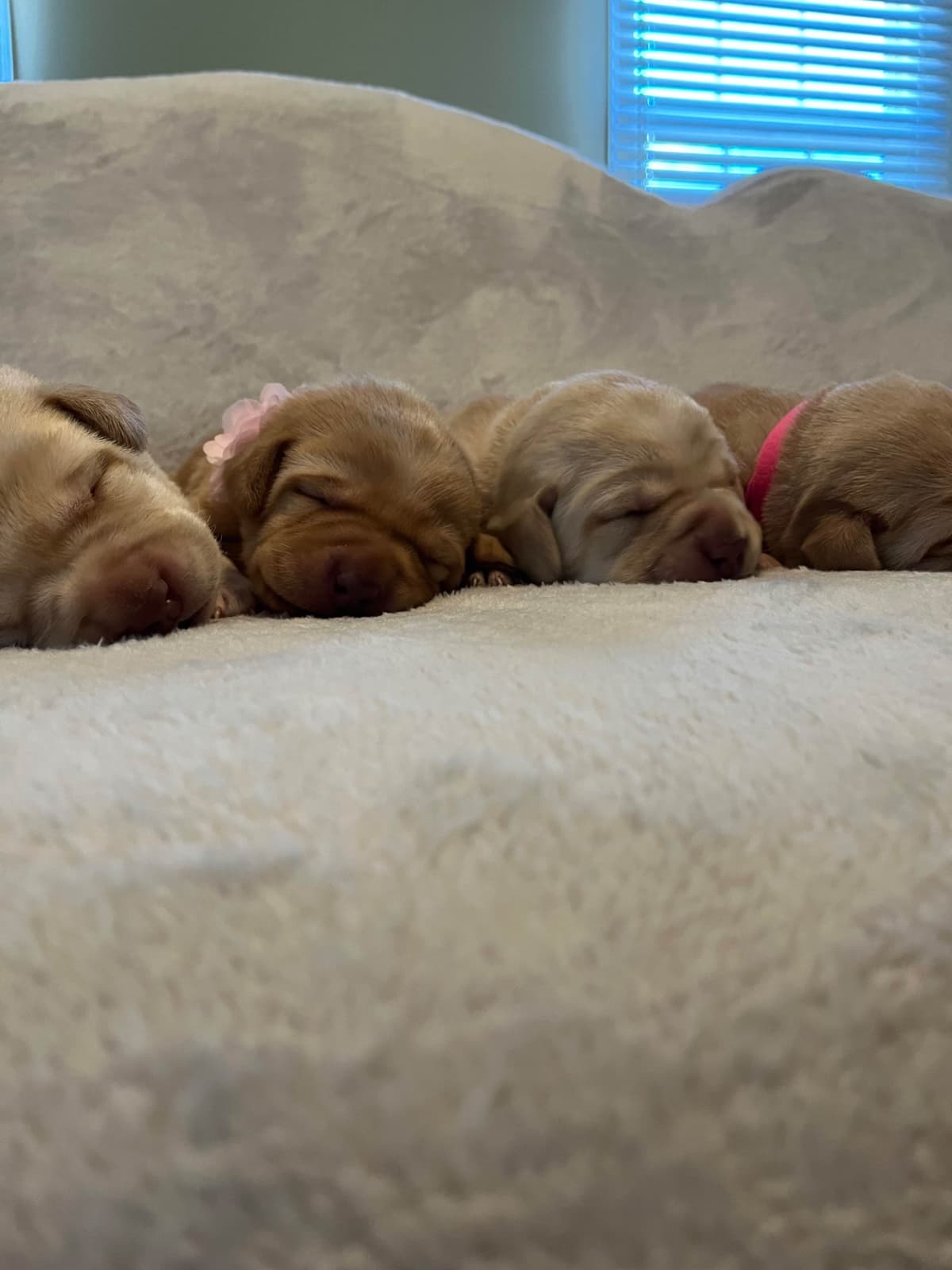Labrador Retriever Puppies breeder image 10