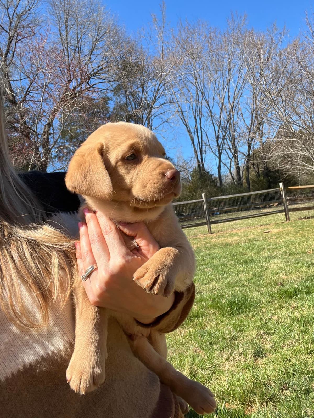 Labrador Retriever Puppies breeder image 11