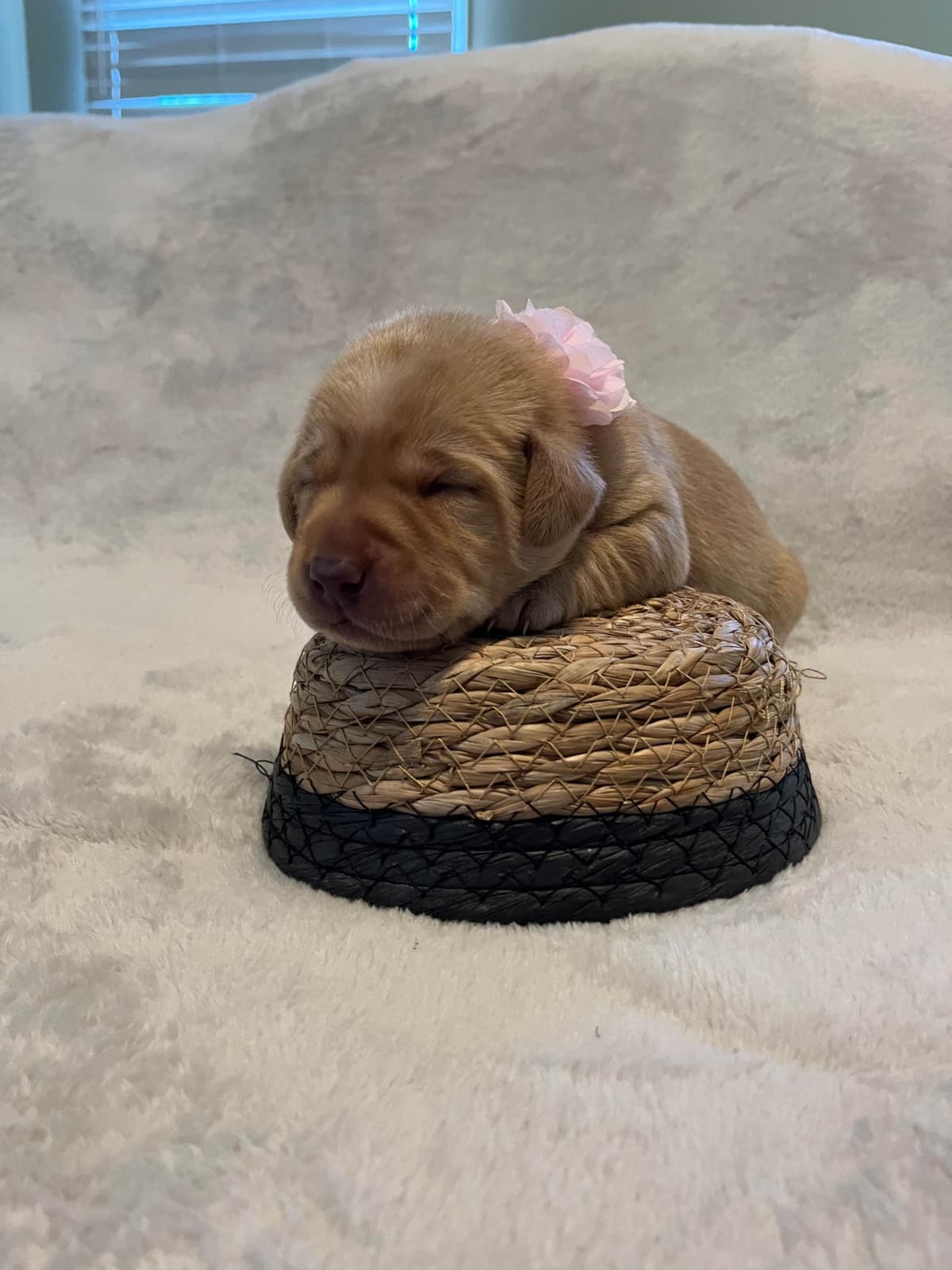 Labrador Retriever Puppies breeder image 12