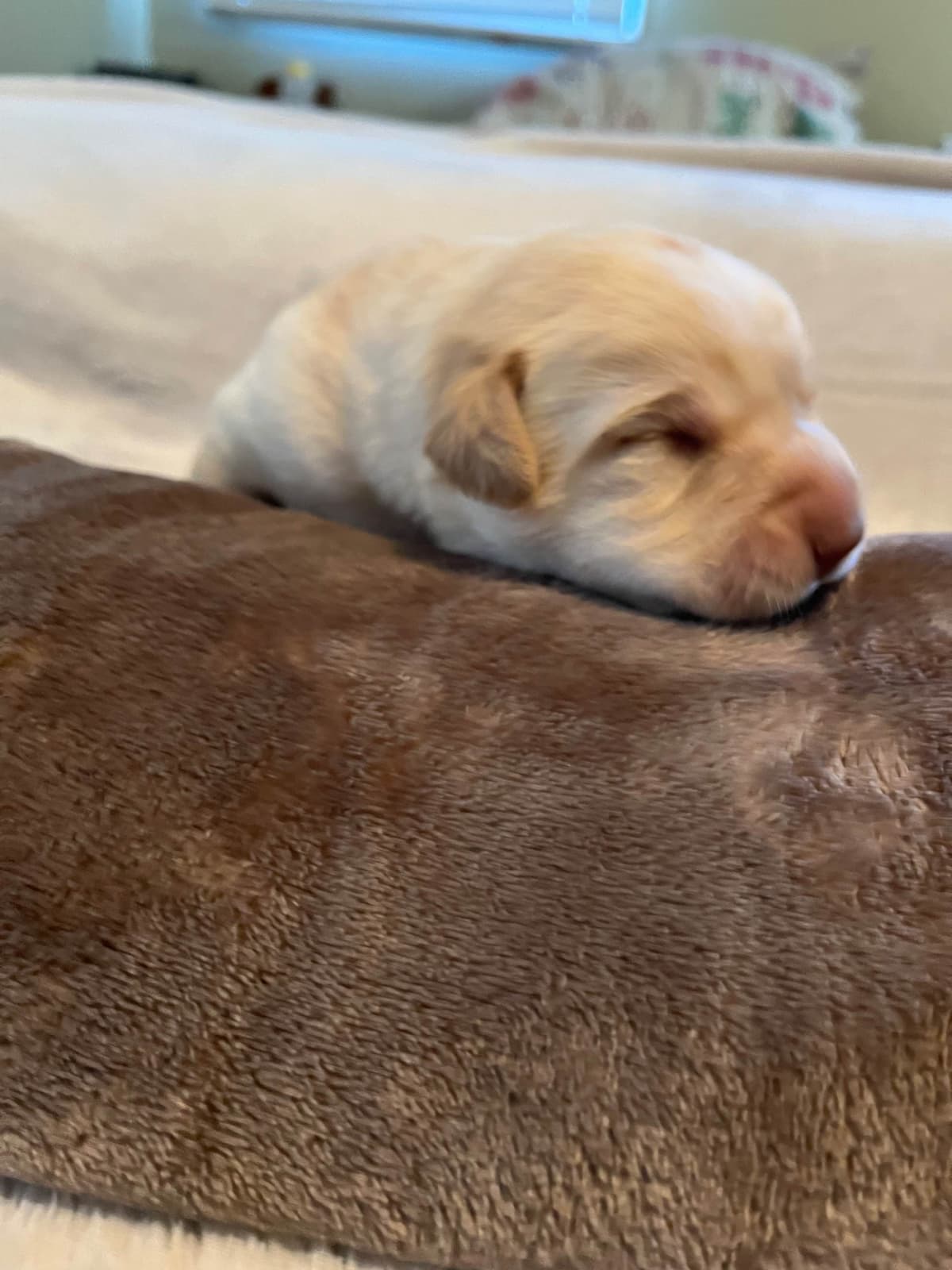 Labrador Retriever Puppies breeder image 14